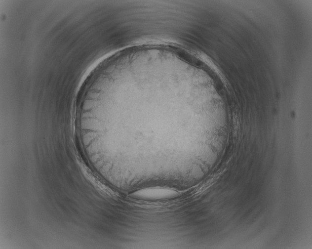 X0000081371124200702020158