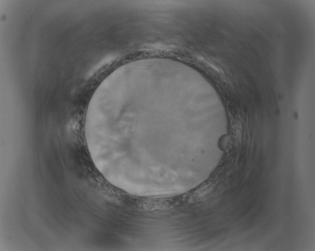 X0000081371254200702020156