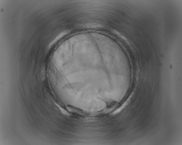 X0000081371306200702020155