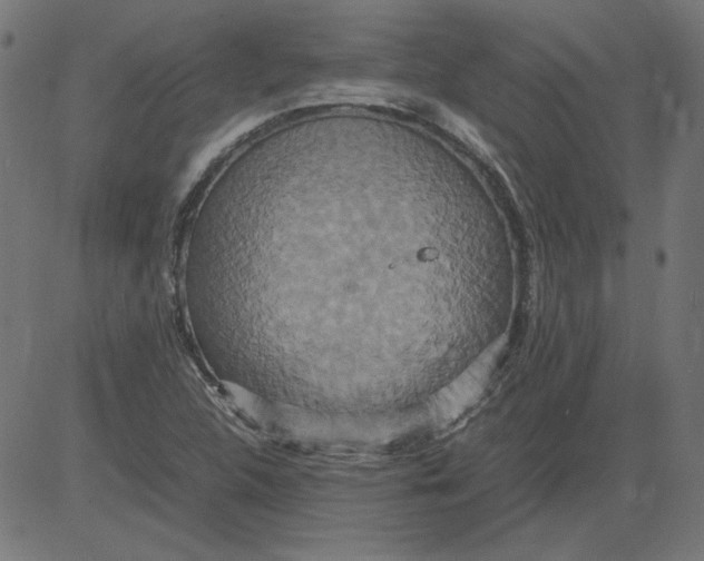 X0000081371312200702020155