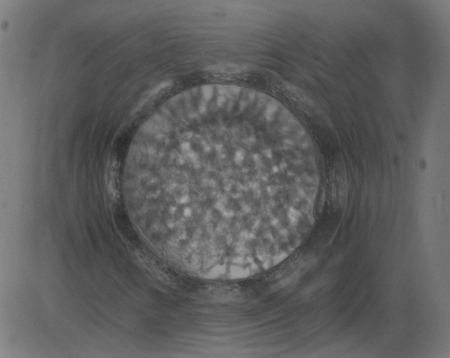 X0000081371346200702020155