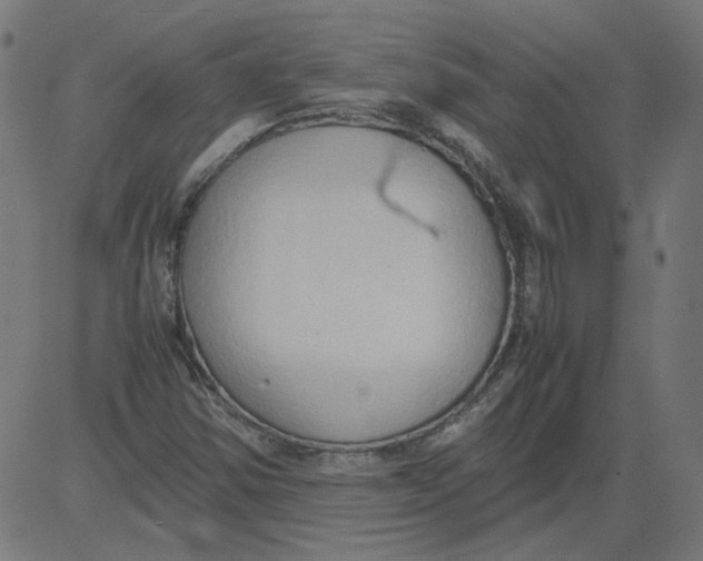 X0000081371354200702020155