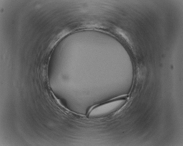 X0000081371361200702020155