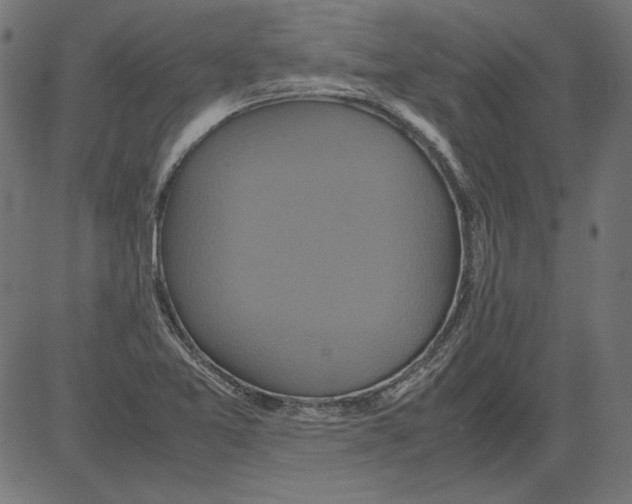 X0000081371365200702020154