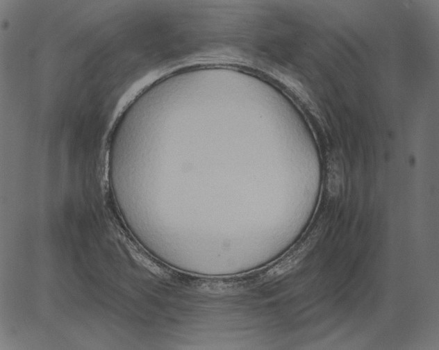 X0000081371366200702020154