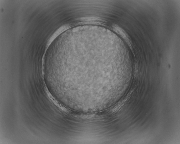 X0000081371386200702020154