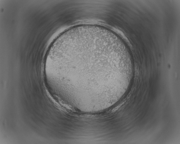 X0000081371424200702020154