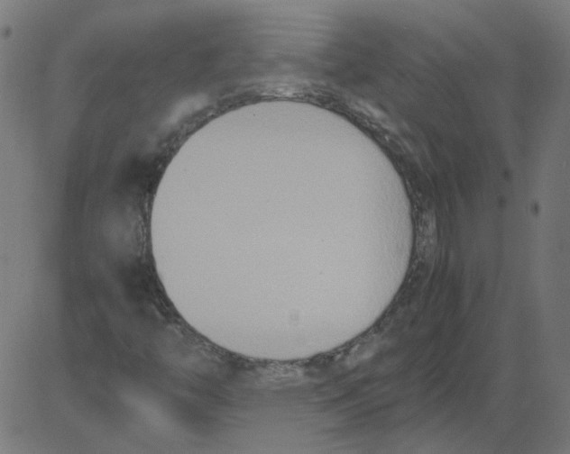 X0000081371446200702020153