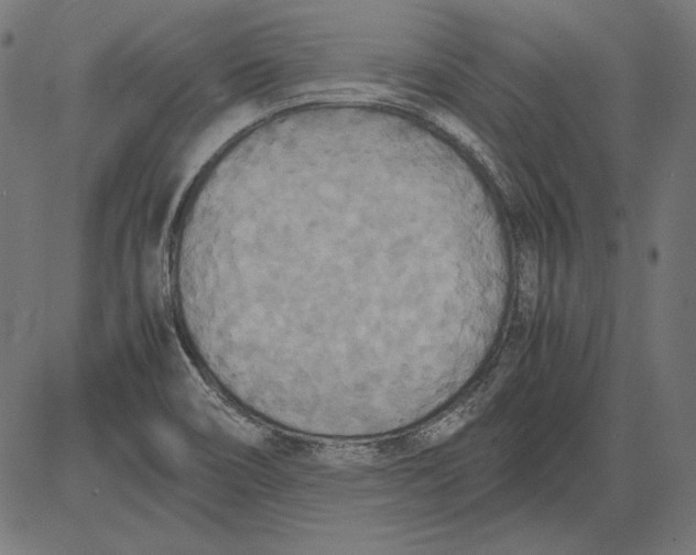 X0000081371466200702020153