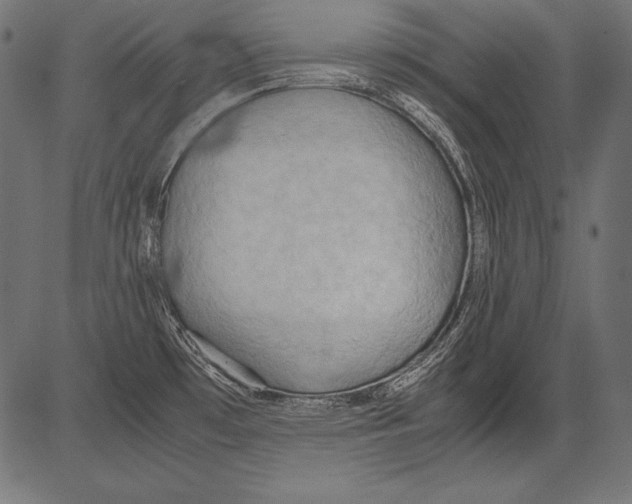 X0000081371481200702020153