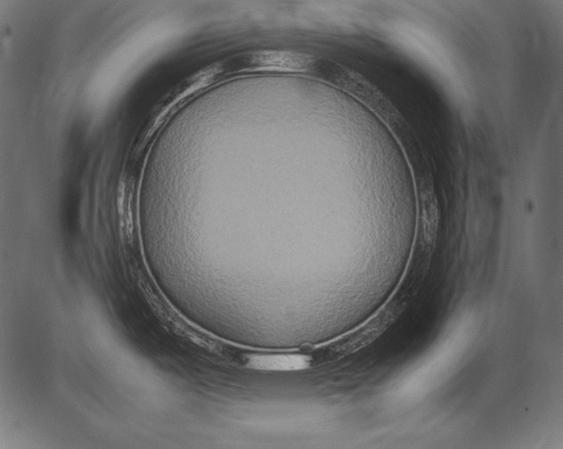 X0000081371487200702020152