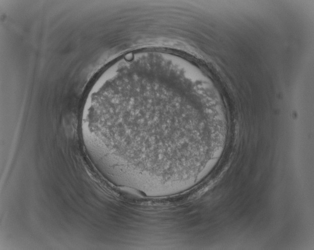 X0000081371505200702020152