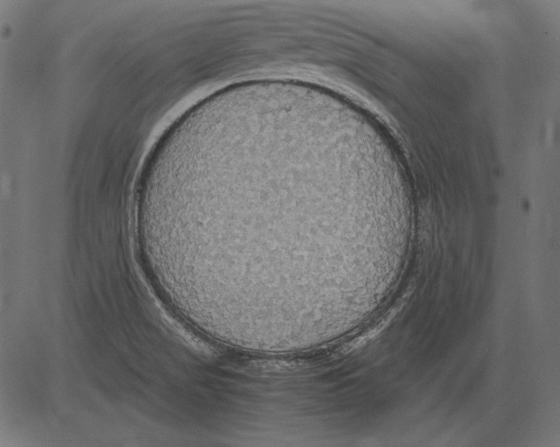 X0000081371517200702020152