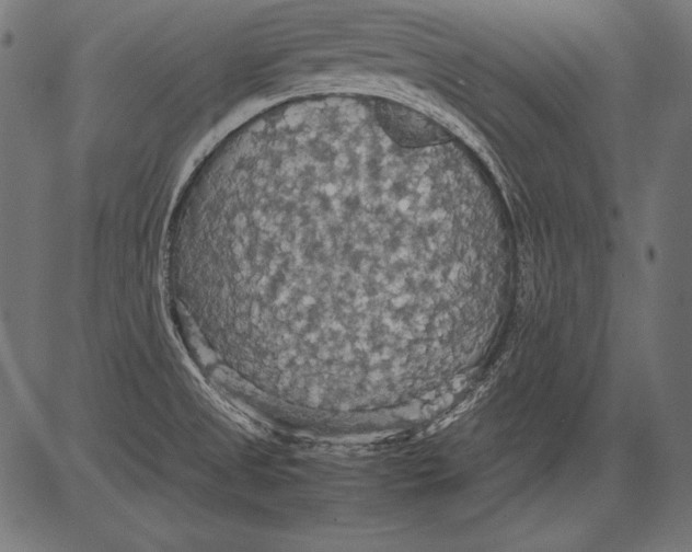 X0000081371525200702020152