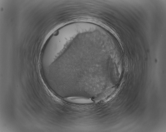 X0000081371533200702020152