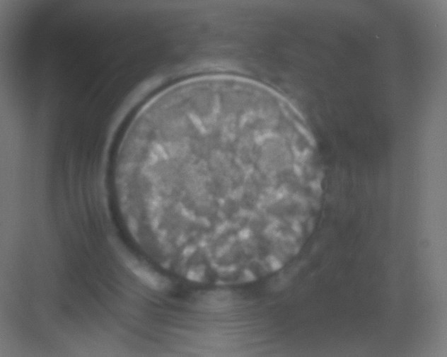 X0000081370104200702082356