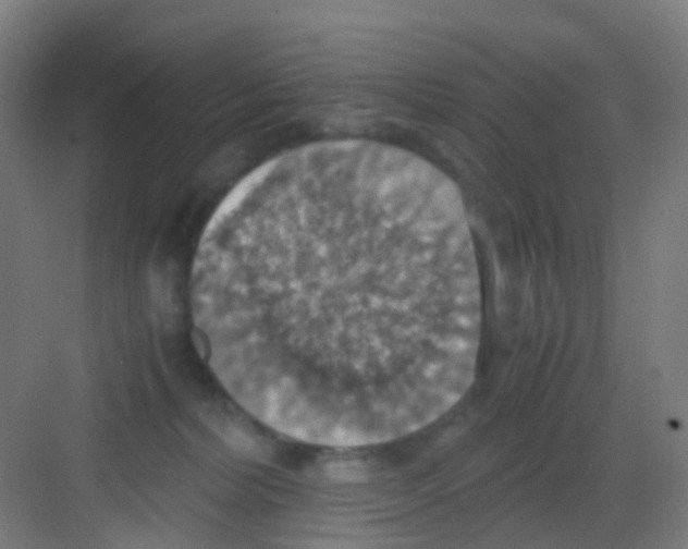 X0000081370228200702082354