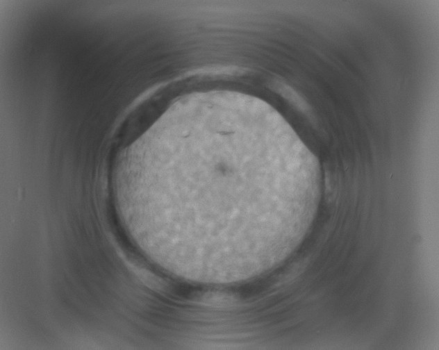 X0000081370348200702082352