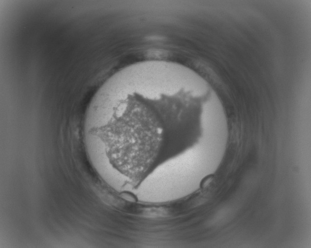 X0000081370363200702082352