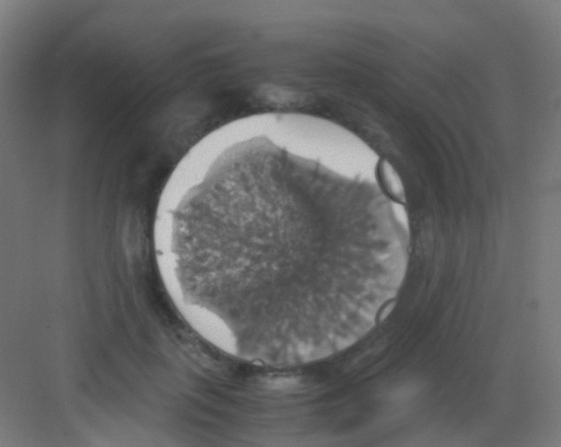 X0000081370651200702082347