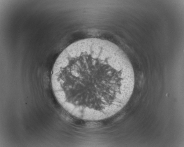 X0000081370707200702082346