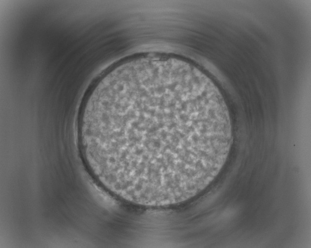 X0000081370840200702082344