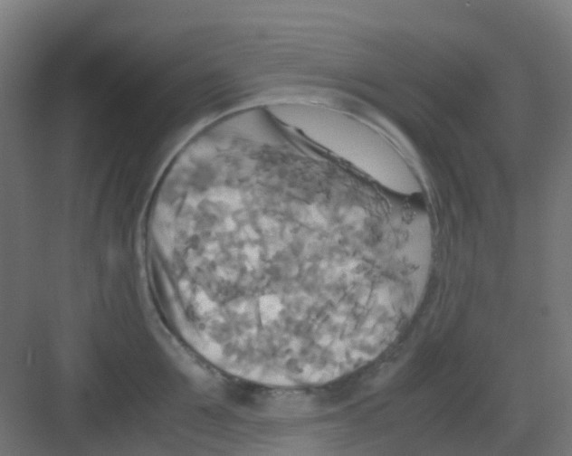 X0000081370907200702082343