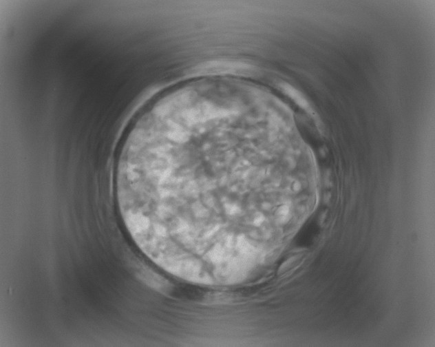 X0000081371275200702082337