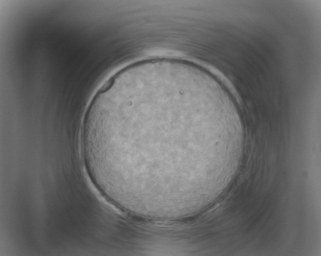 X0000081371295200702082336