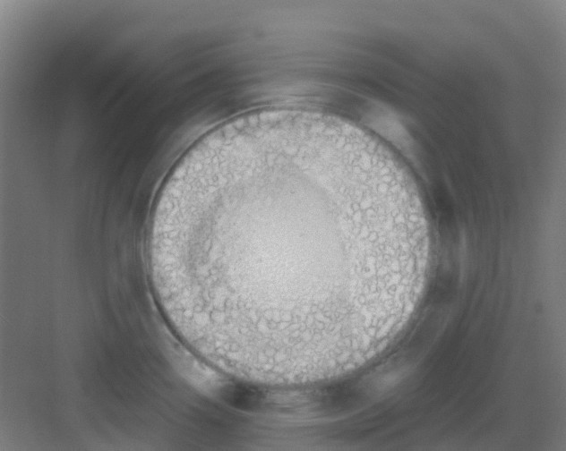 X0000081371338200702082336