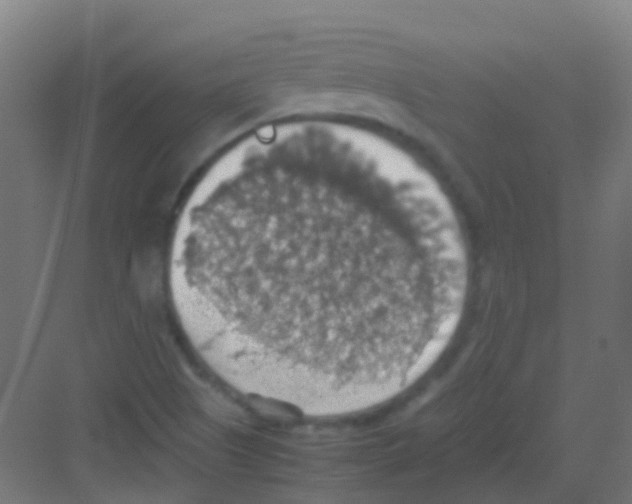 X0000081371505200702082333