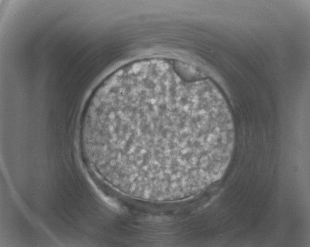 X0000081371525200702082333