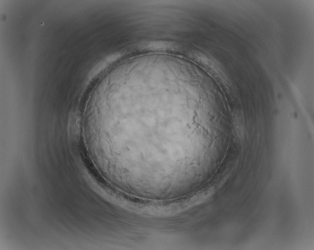 X0000081380016200701111504