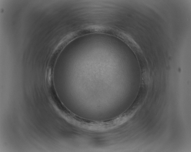X0000081380024200701111503