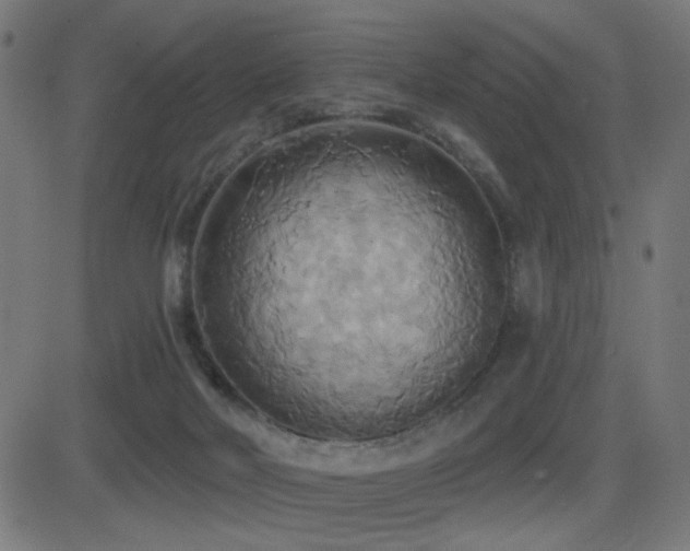 X0000081380026200701111503