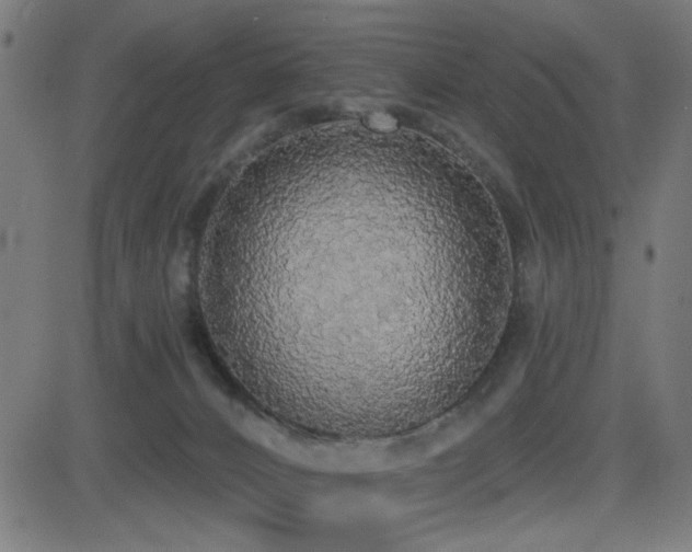 X0000081380032200701111503