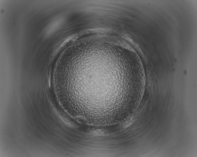 X0000081380062200701111503