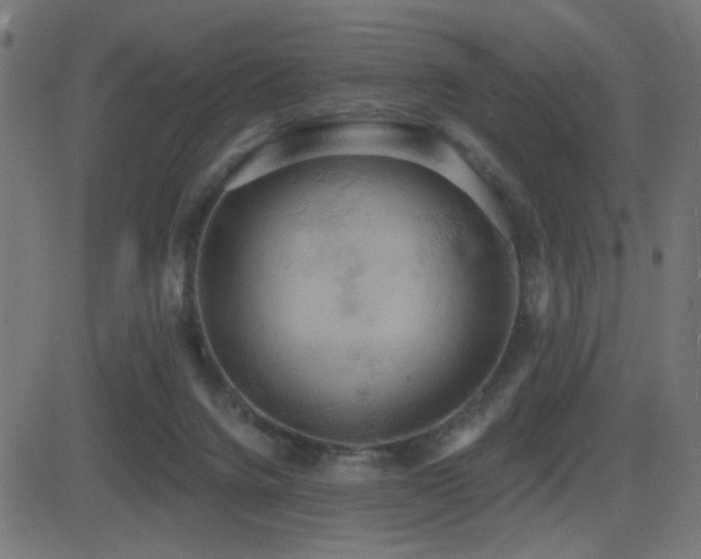 X0000081380072200701111503
