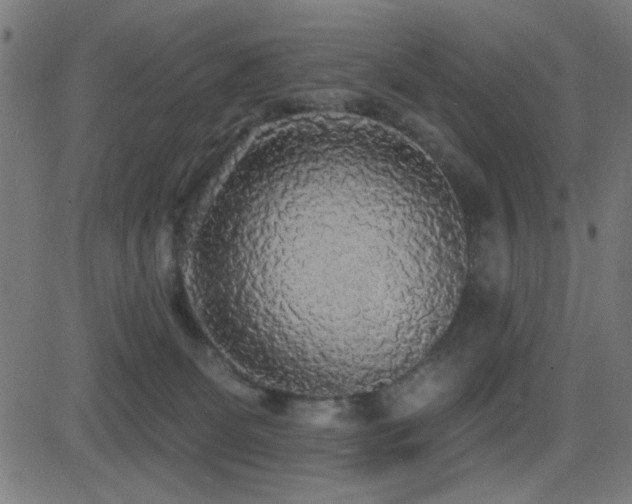 X0000081380131200701111502