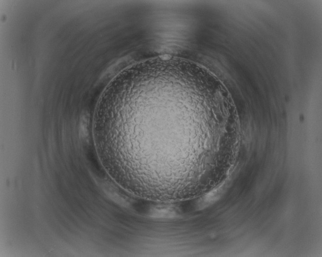 X0000081380175200701111501