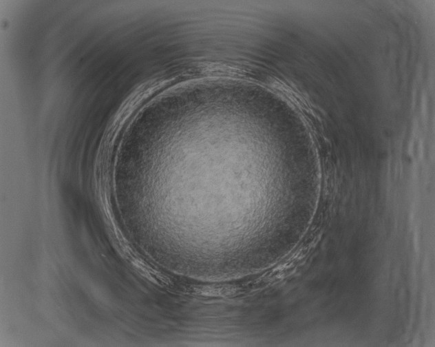 X0000081380241200701111459