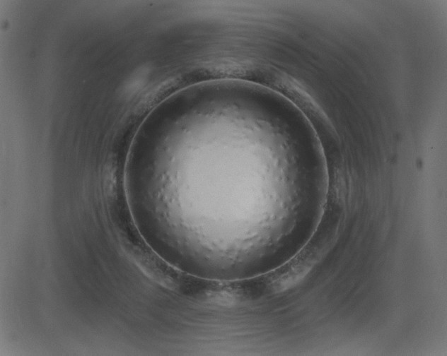 X0000081380259200701111459