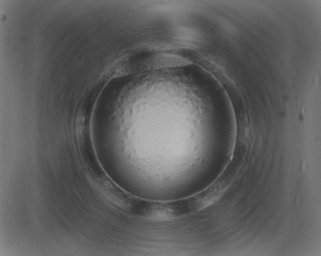 X0000081380263200701111459
