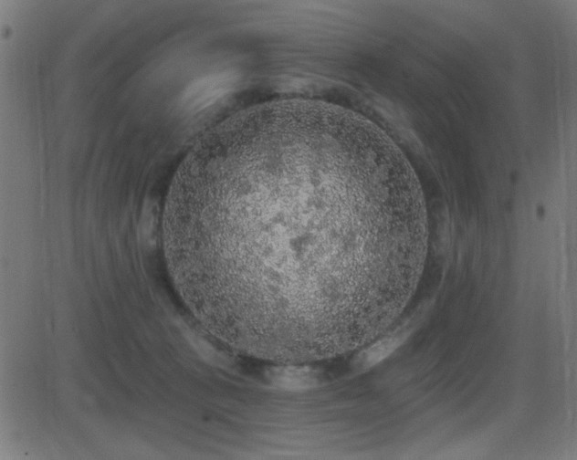 X0000081380273200701111500