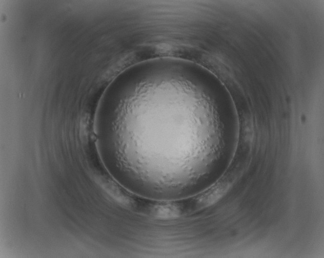 X0000081380275200701111500