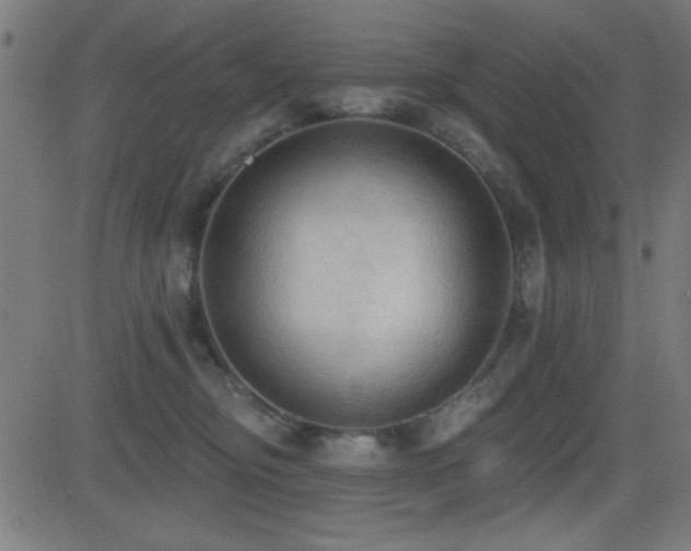 X0000081380374200701111458