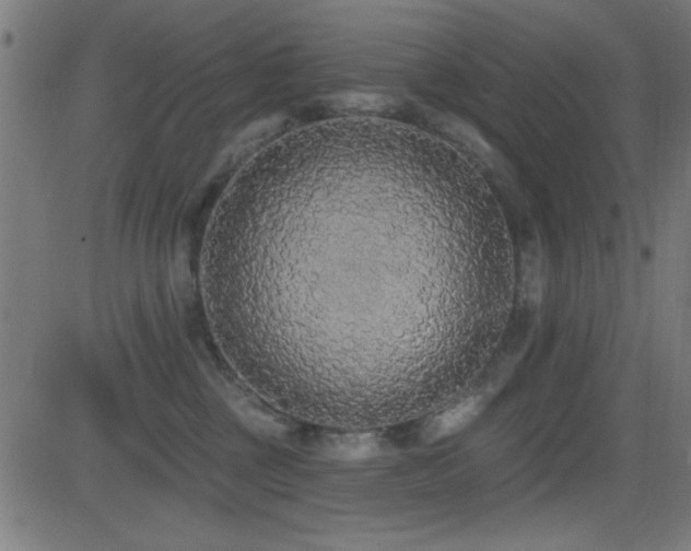 X0000081380377200701111458