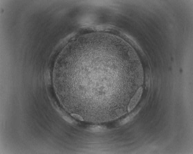 X0000081380453200701111456