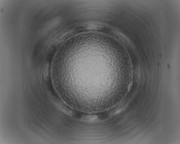 X0000081380554200701111455
