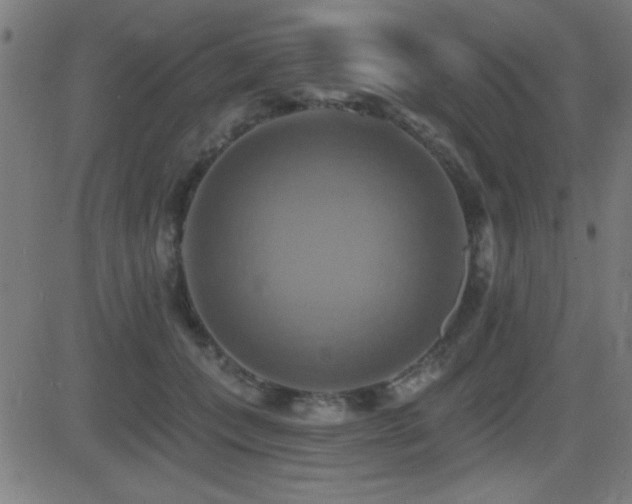 X0000081380559200701111455